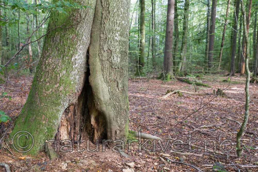 SIG_4874 / Fagus sylvatica / Bøk