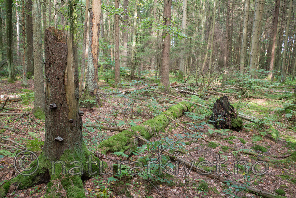 SIG_4881