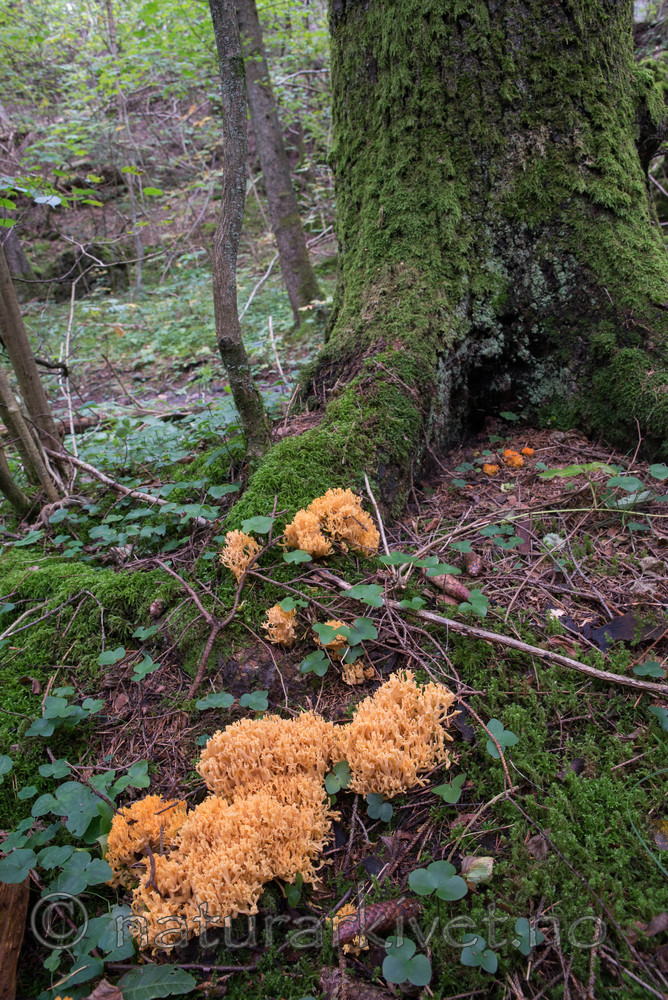 SIG_4884 / Ramaria lutea / Kruskorallsopp
