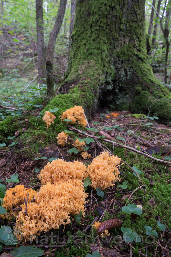 SIG_4896 / Ramaria brunneicontusa / Gullkorallsopp