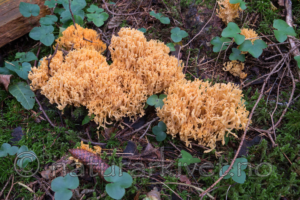 SIG_4898 / Ramaria brunneicontusa / Gullkorallsopp
