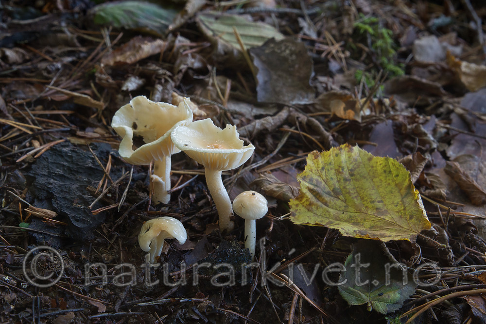 SIG_4975 / Hygrophorus lindtneri / Hasselvokssopp