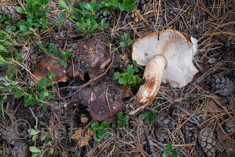 SIG_5037 / Tricholoma batschii / Besk kastanjemusserong