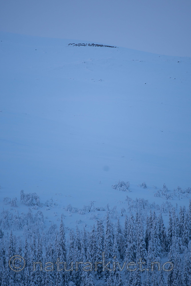 SIG_5741 / Rangifer tarandus / Rein