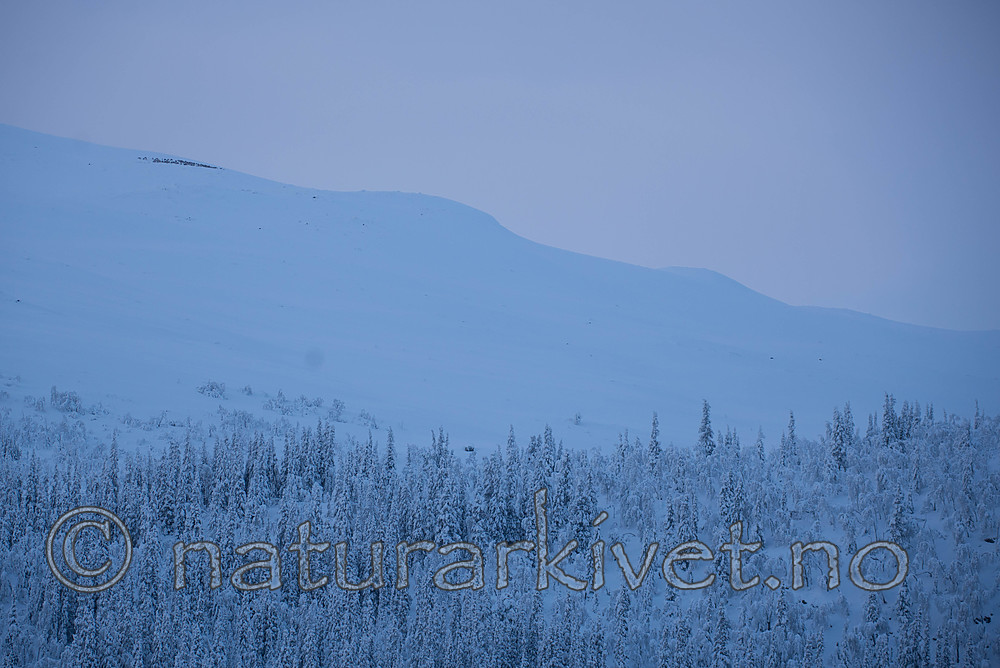 SIG_5754 / Rangifer tarandus / Rein