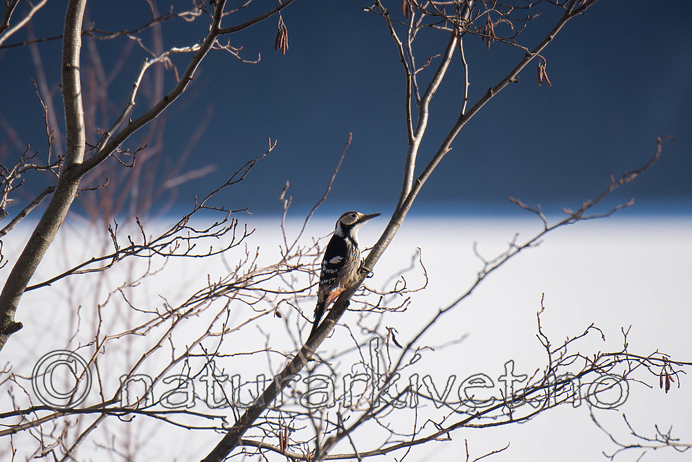 SIG_5941 / Dendrocopos leucotos / Hvitryggspett