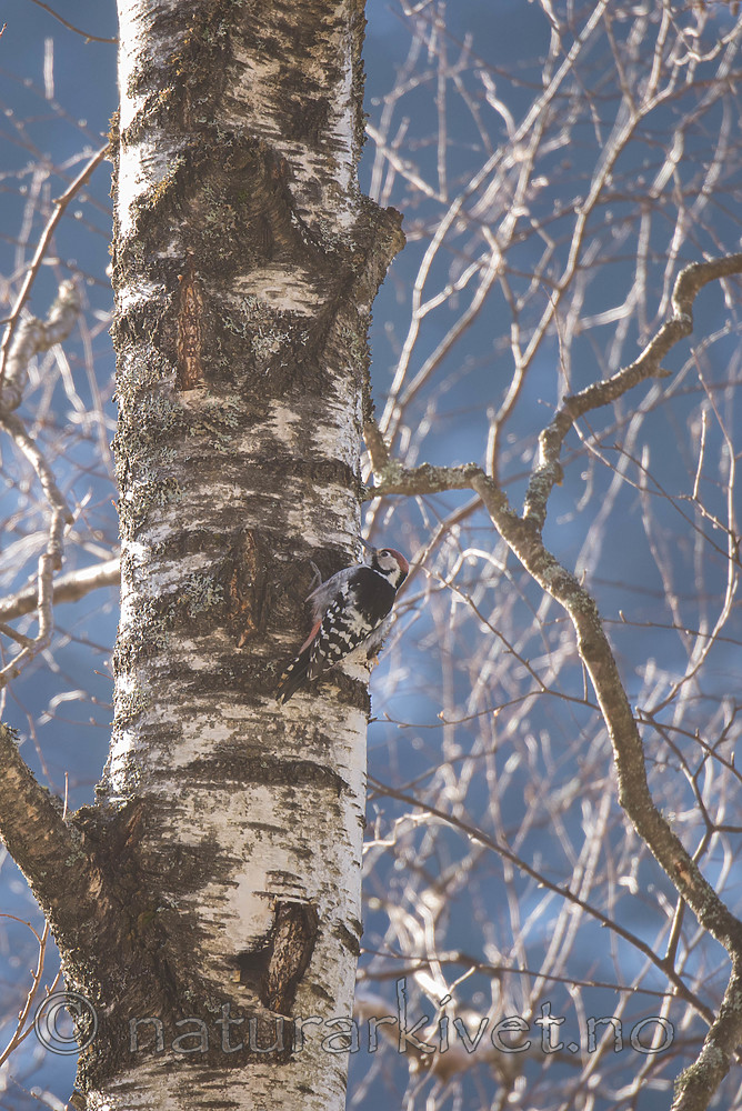 SIG_6052 / Dendrocopos leucotos / Hvitryggspett