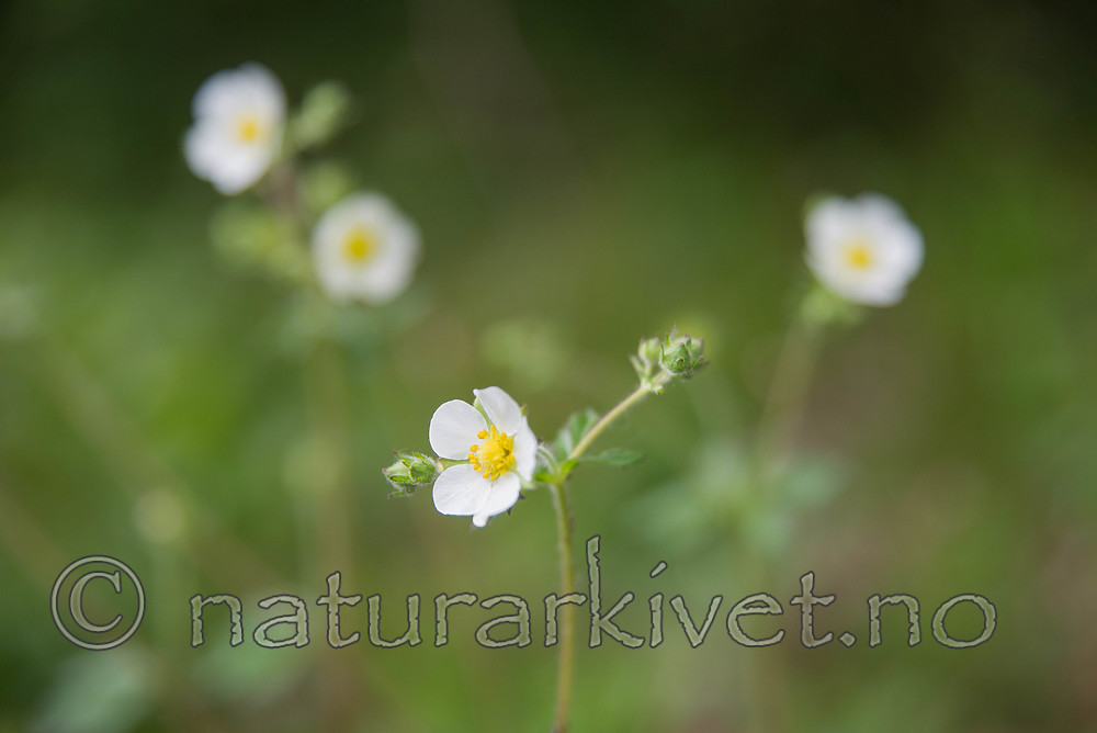 SIG_6213 / Drymocallis rupestris / Hvitmure