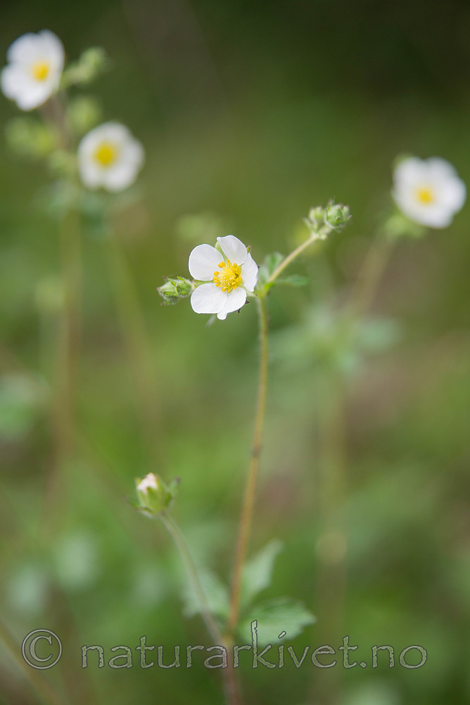 SIG_6218 / Drymocallis rupestris / Hvitmure
