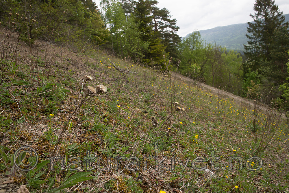 SIG_6427 / Carlina vulgaris / Stjernetistel