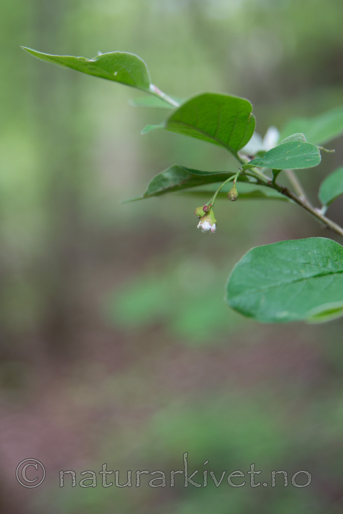 SIG_6431 / Cotoneaster laxiflorus / Svartmispel