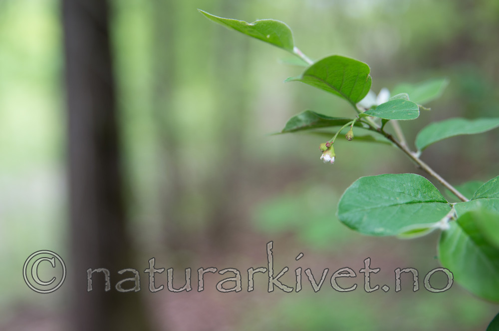 SIG_6433 / Cotoneaster laxiflorus / Svartmispel