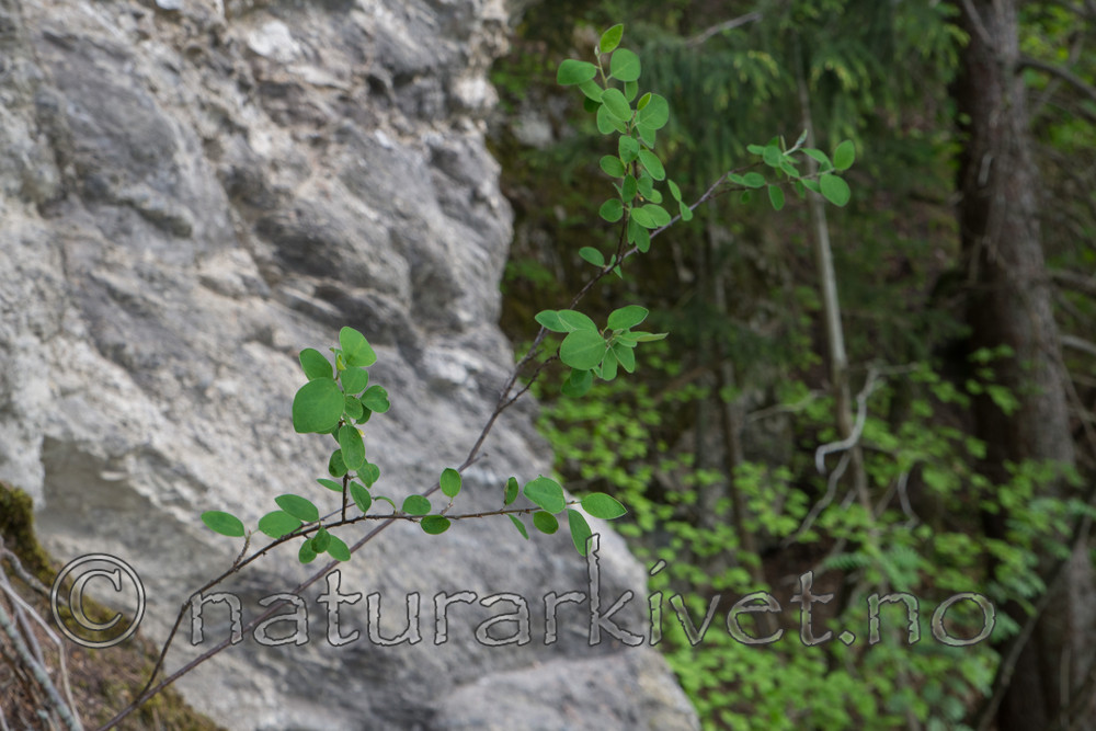 SIG_6454 / Cotoneaster laxiflorus / Svartmispel
