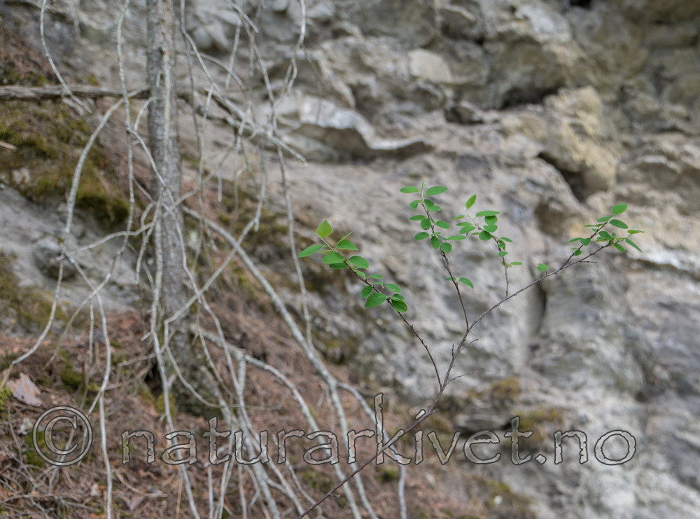 SIG_6467 / Cotoneaster laxiflorus / Svartmispel