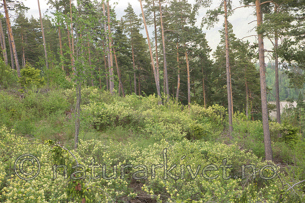 SIG_6474 / Sambucus racemosa / Rødhyll