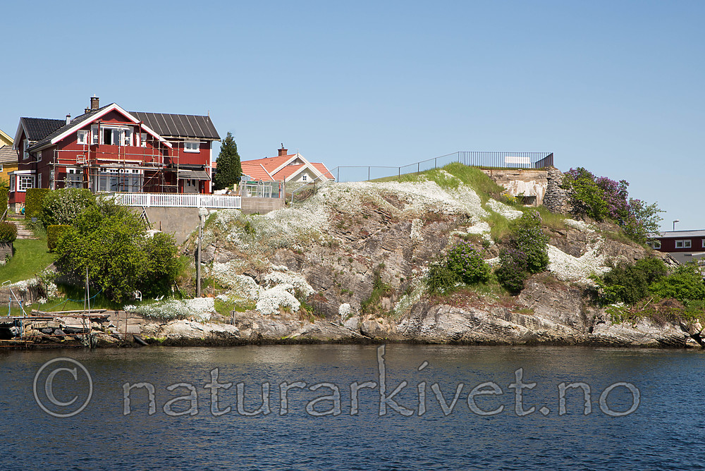 SIG_6497 / Cerastium tomentosum / Filtarve