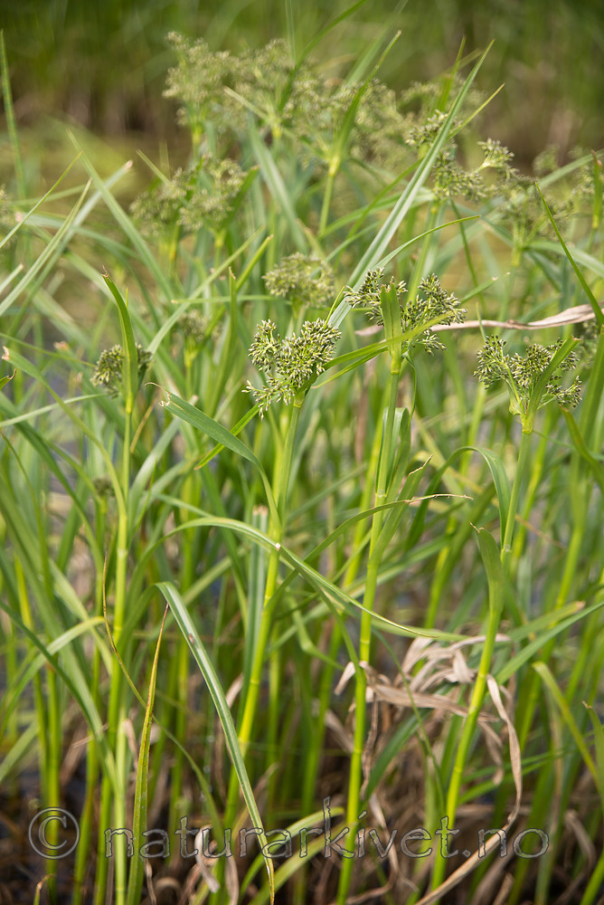 SIG_6568 / Scirpus radicans / Buesivaks