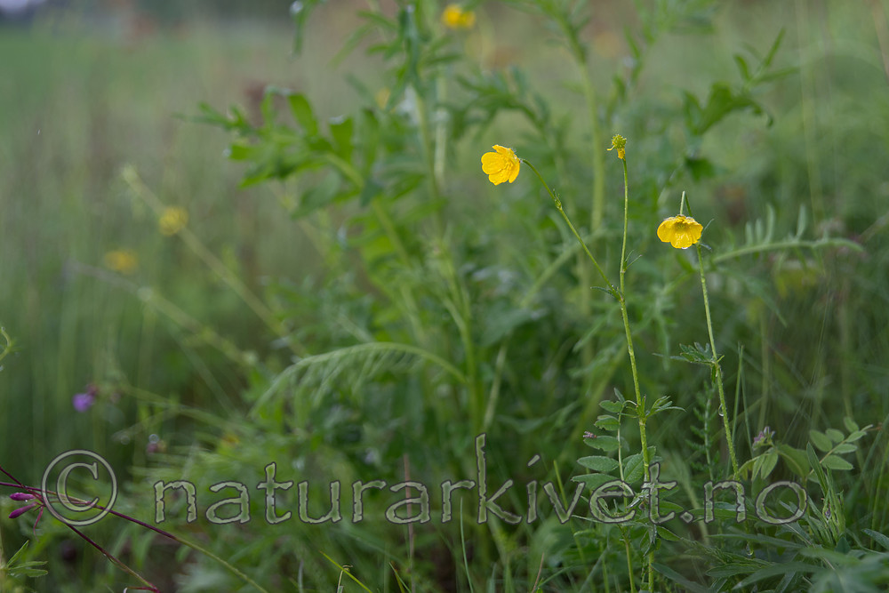 SIG_6753 / Ranunculus polyanthemos / Krattsoleie