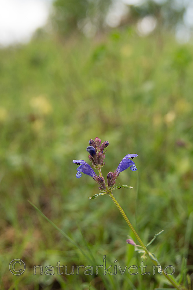SIG_6781 / Dracocephalum ruyschiana / Dragehode