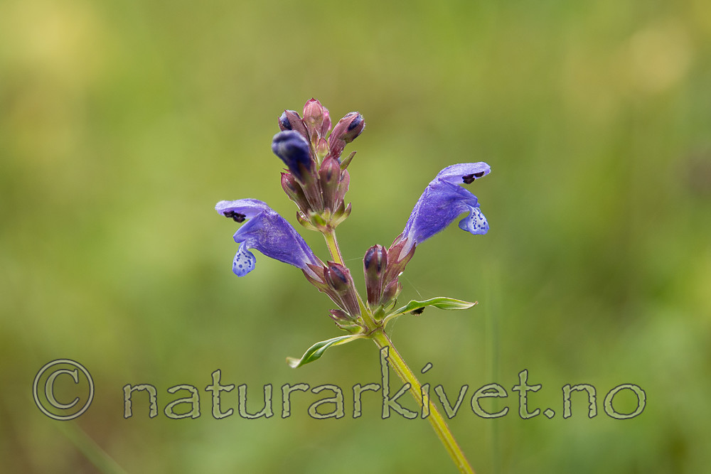 SIG_6790 / Dracocephalum ruyschiana / Dragehode