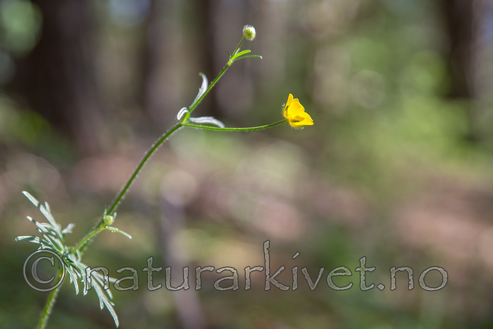 SIG_6839 / Ranunculus polyanthemos / Krattsoleie
