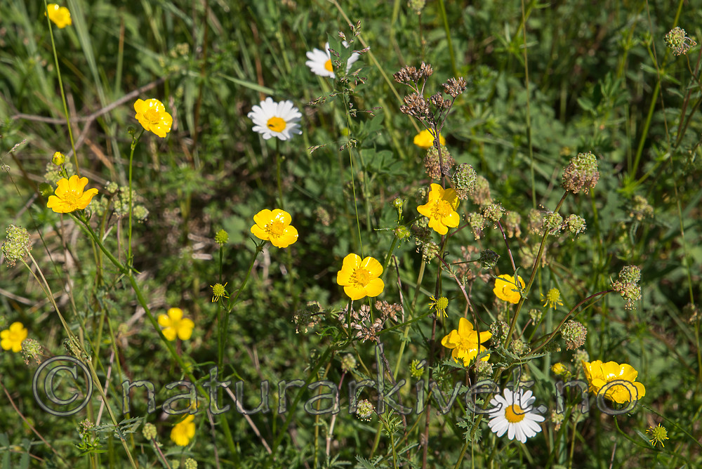 SIG_6864 / Ranunculus polyanthemos / Krattsoleie