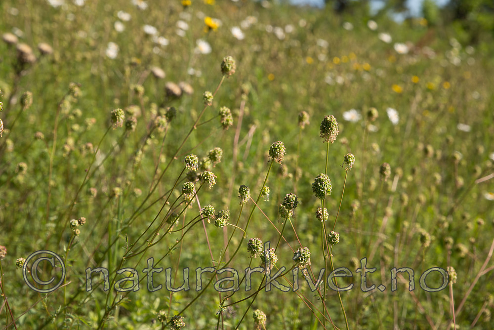 SIG_6881 / Sanguisorba minor / Pimpernell