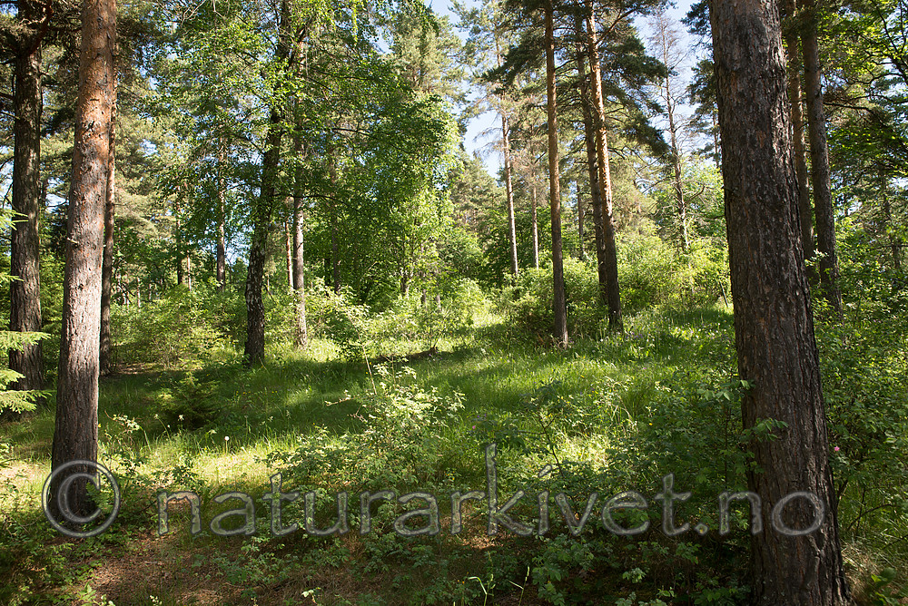 SIG_6888