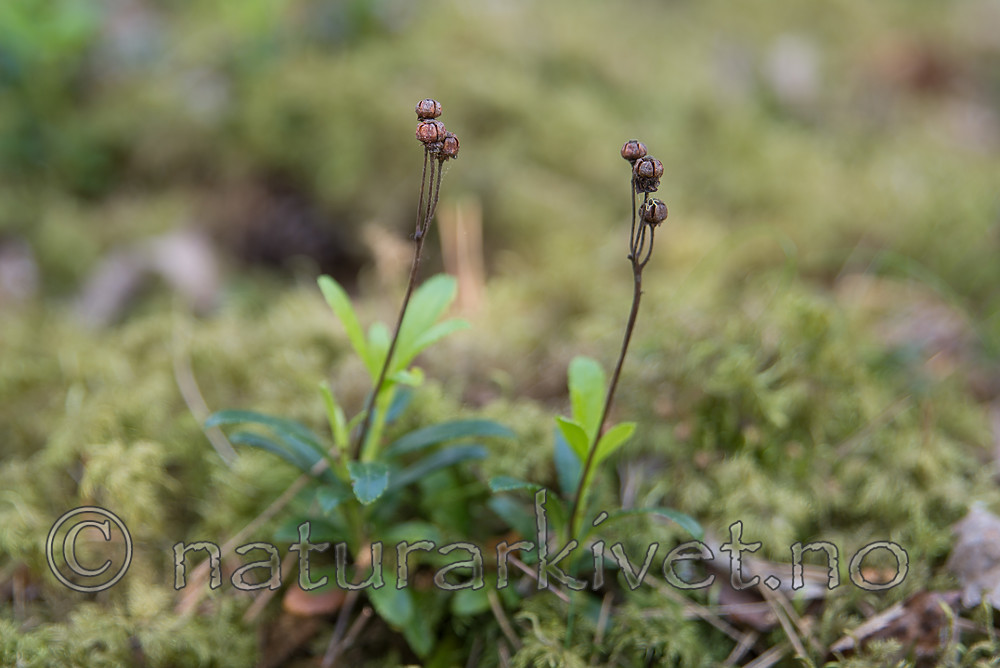 SIG_6928 / Chimaphila umbellata / Bittergrønn