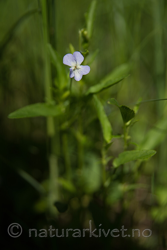 SIG_6983 / Viola stagnina / Bleikfiol