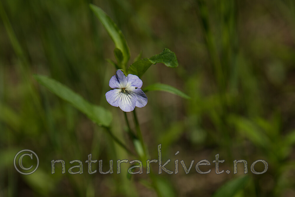 SIG_6990 / Viola stagnina / Bleikfiol