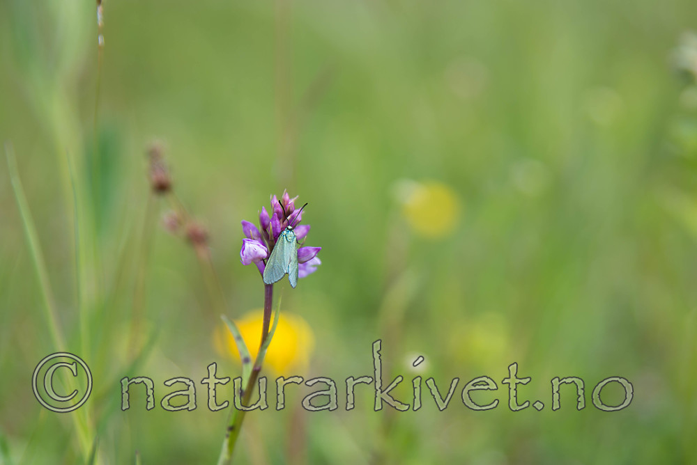 SIG_7020 / Adscita statices / Grønn metallsvermer