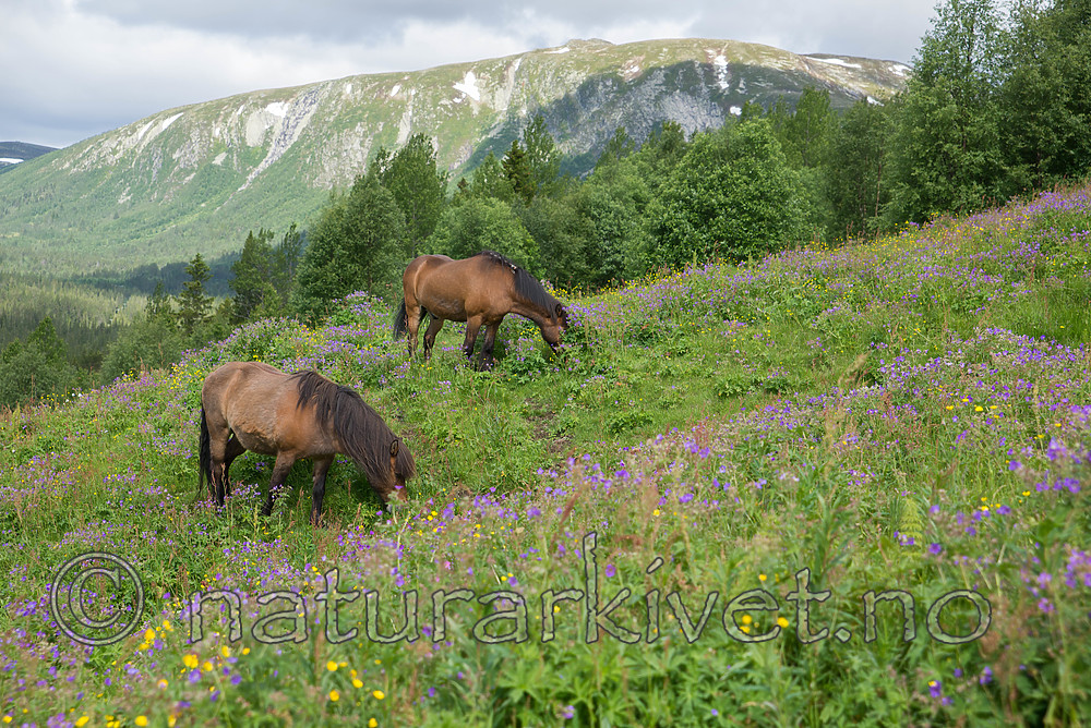 SIG_7118 / Equus caballus / Hest