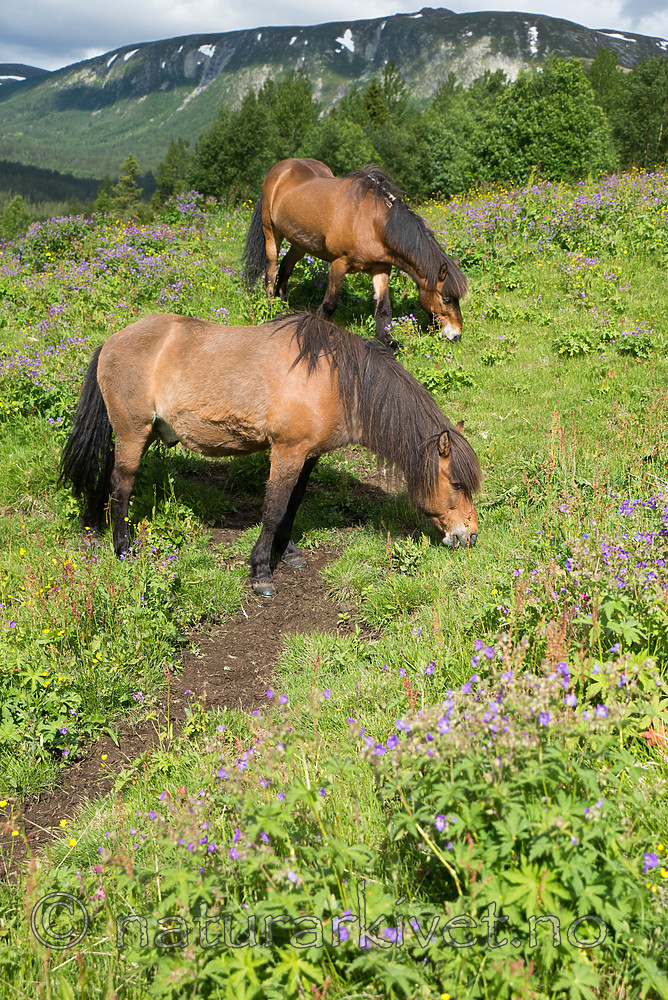 SIG_7135 / Equus caballus / Hest