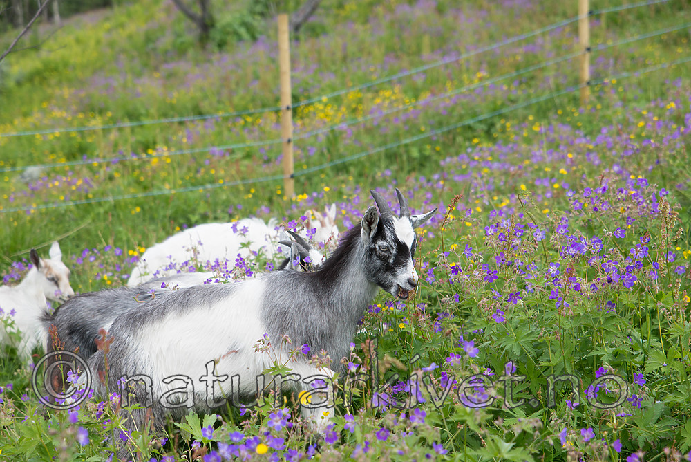 SIG_7151 / Capra hircus / Geit