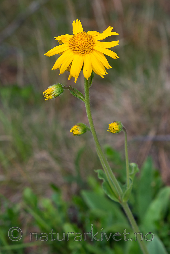 SIG_7179 / Arnica montana / Solblom
