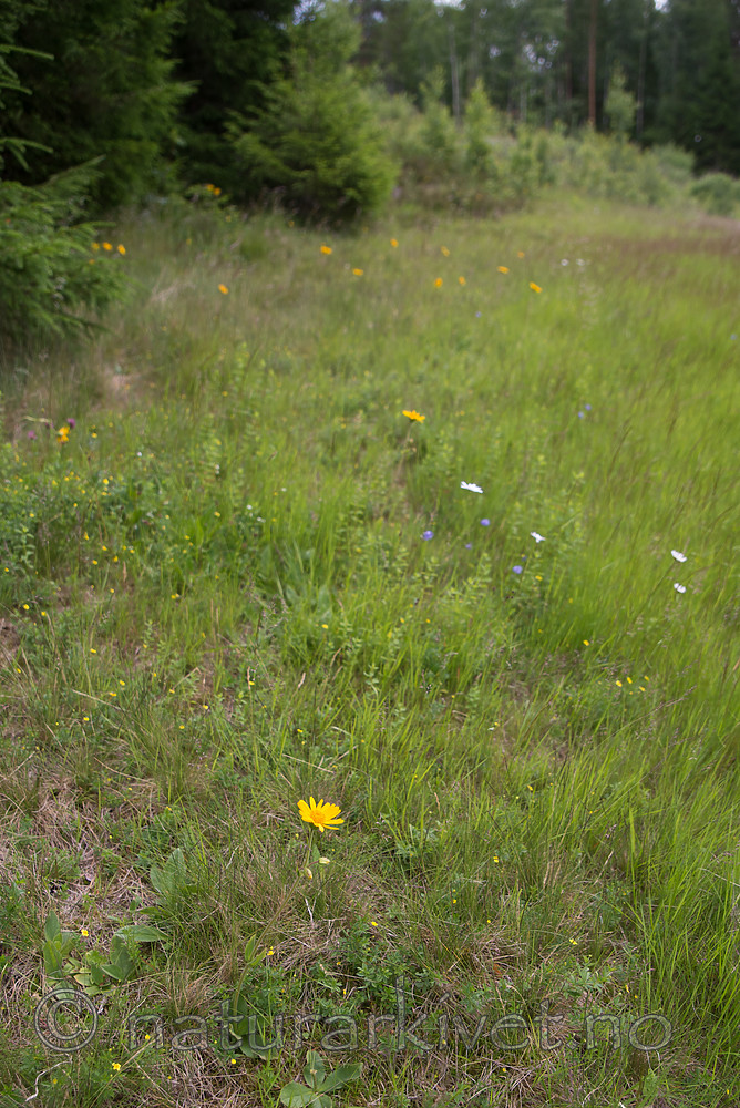 SIG_7183 / Arnica montana / Solblom