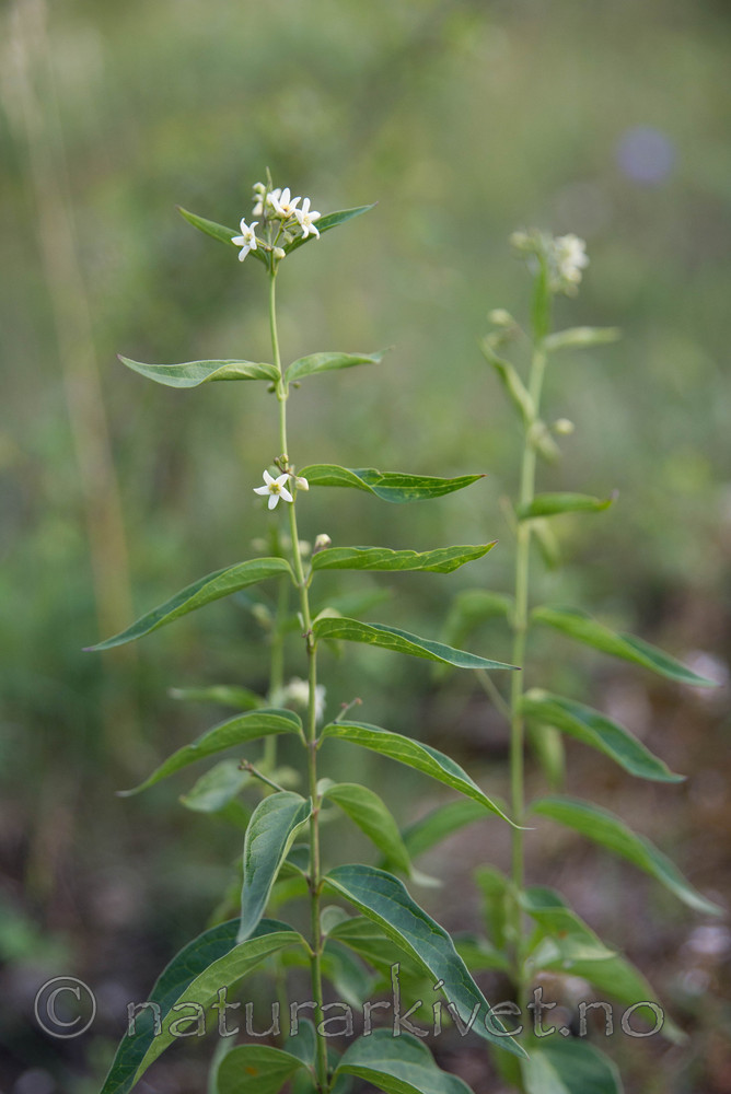 SIG_7301 / Vincetoxicum hirundinaria / Svalerot