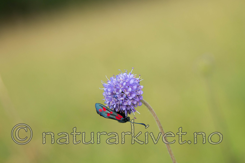 SIG_7431 / Zygaena filipendulae / Seksflekket bloddråpesvermer