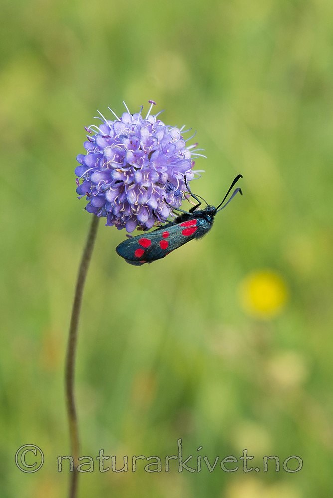 SIG_7435 / Zygaena filipendulae / Seksflekket bloddråpesvermer