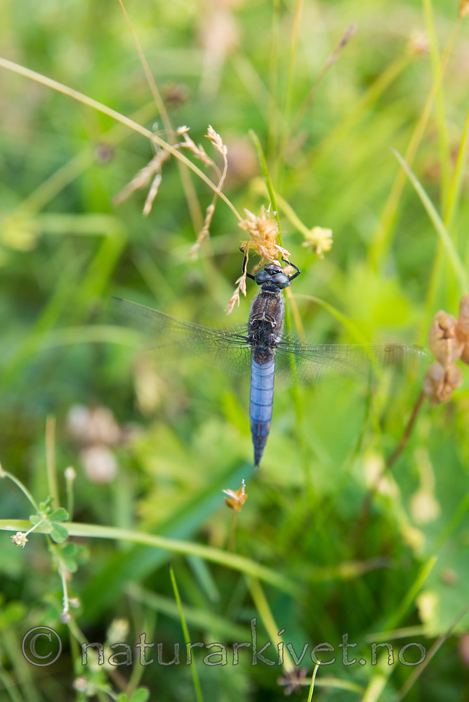 SIG_7456 / Orthetrum cancellatum / Stor blålibelle