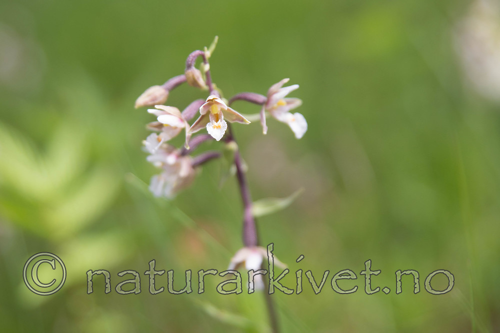 SIG_7498 / Epipactis palustris / Myrflangre