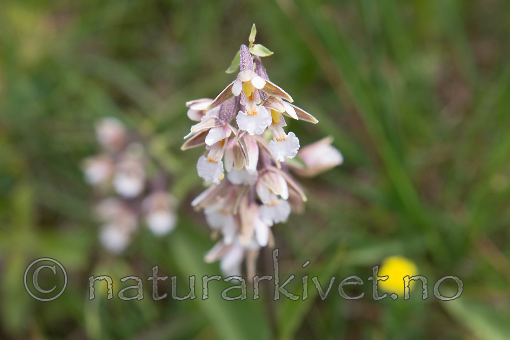 SIG_7511 / Epipactis palustris / Myrflangre