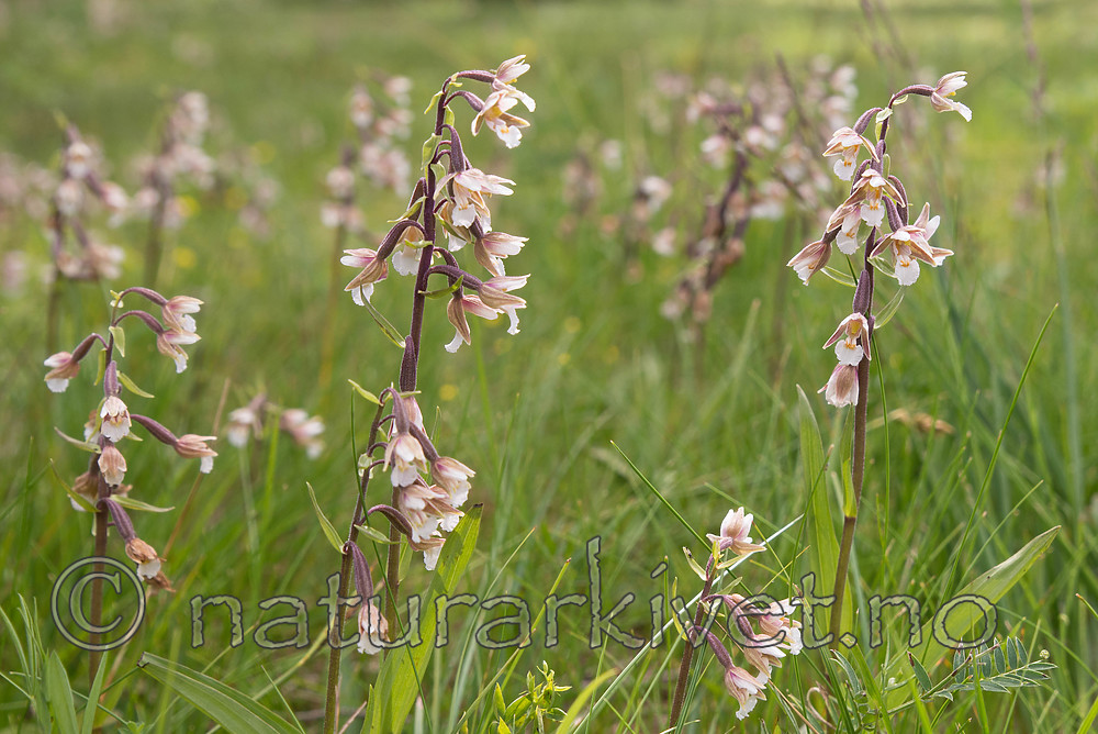 SIG_7549 / Epipactis palustris / Myrflangre
