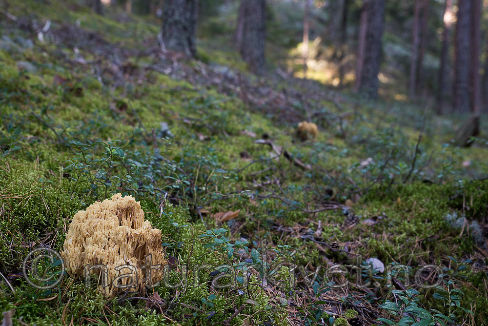 SIG_7918 / Ramaria sanguinea / Blodflekkorallsopp