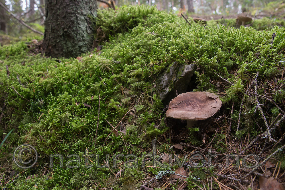 SIG_7939 / Tricholoma ilkkaii