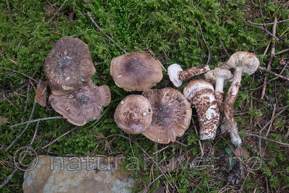 SIG_7941 / Tricholoma ilkkaii