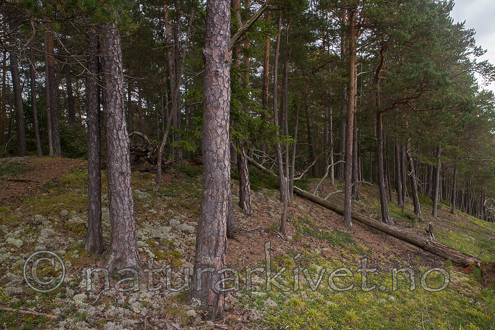 SIG_7967