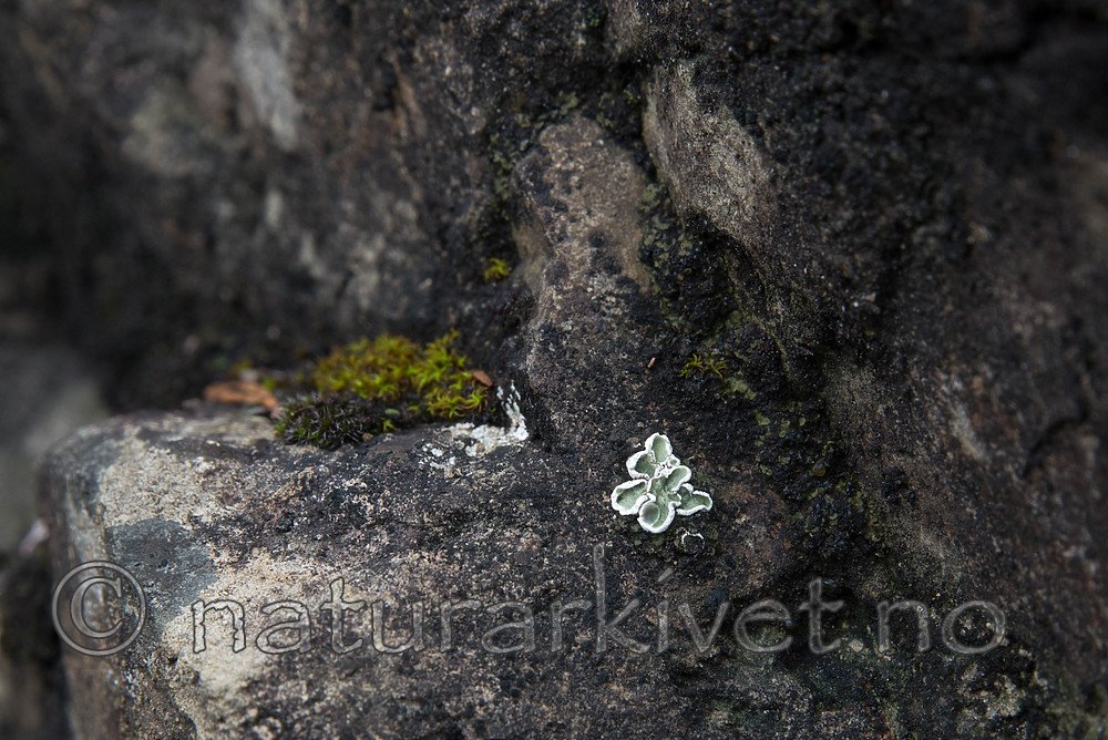 SIG_8134 / Squamarina gypsacea