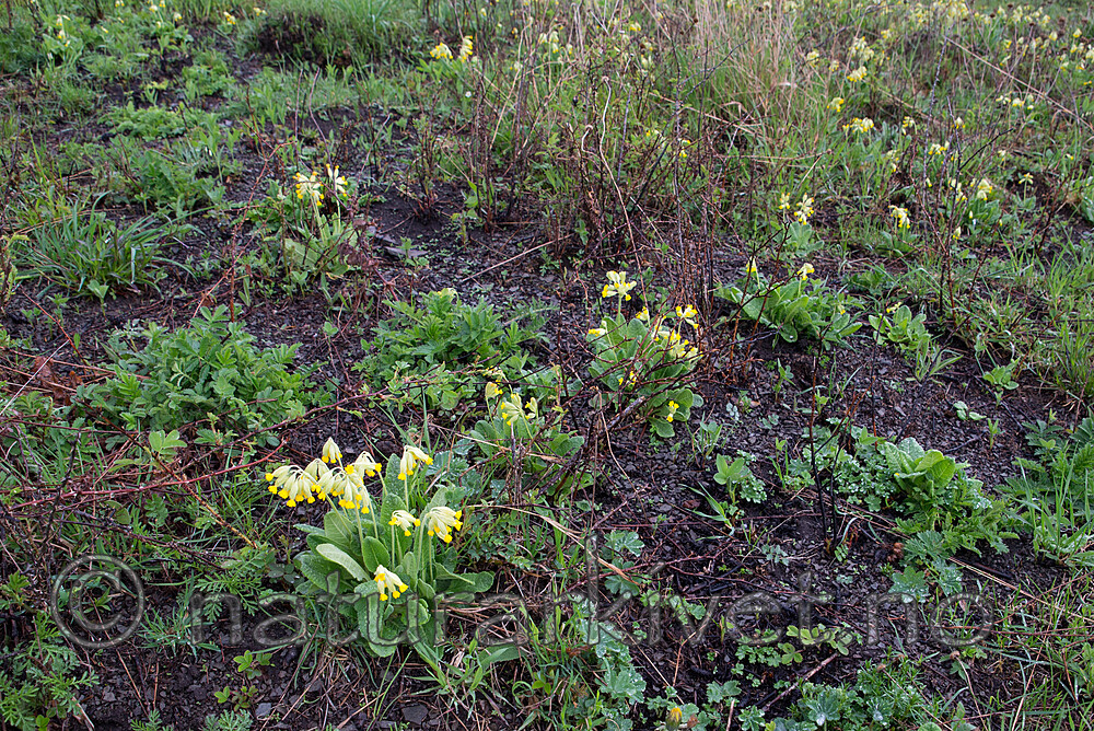 SIG_8870 / Primula veris / Marianøkleblom